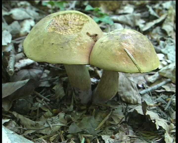 Winkel   ( FRA )   28.08.2004    1 Serie